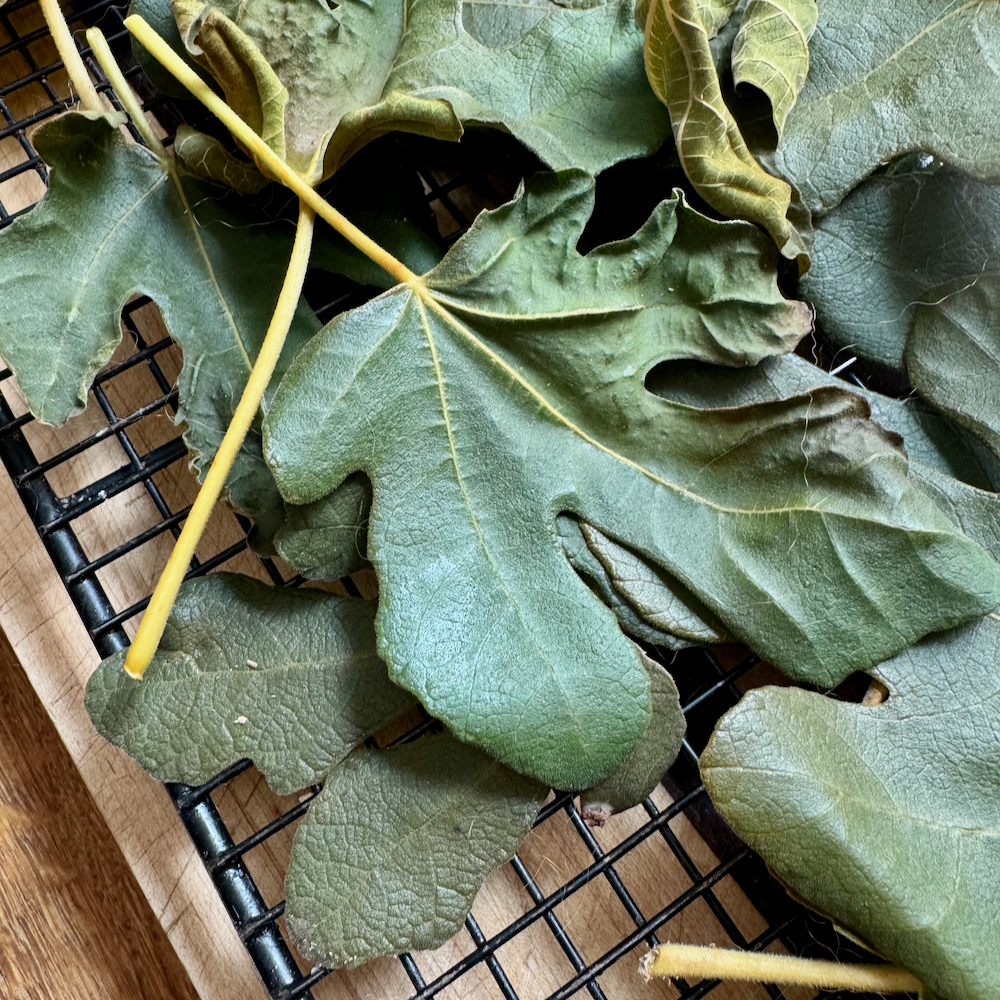 Smoked Fig Leaves