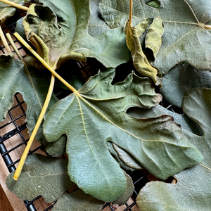 Smoked Fig Leaves