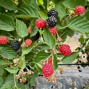 Blackberry with Basil