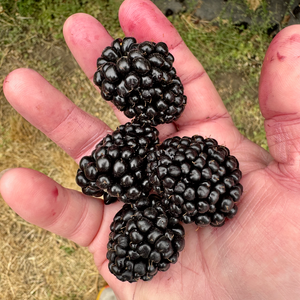 Blackberry with Basil