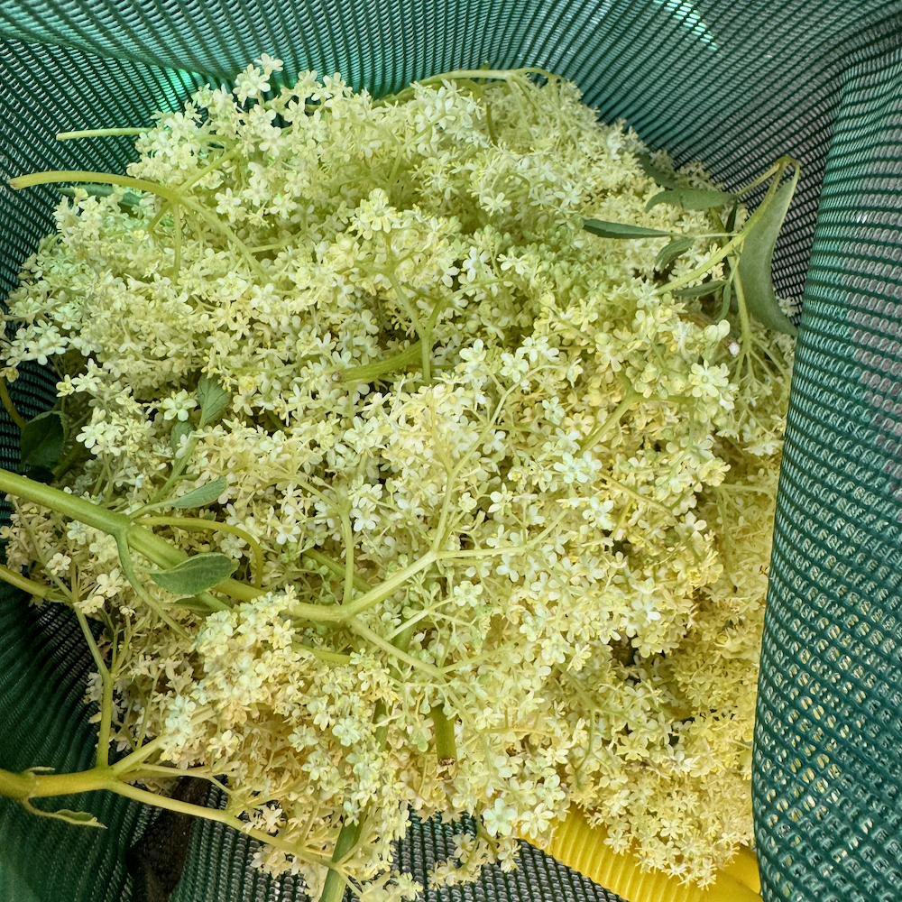 Freeze Dried Elderflowers