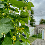 Cornichon (Cucumber) Pickles